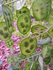 Photo of "money plant"